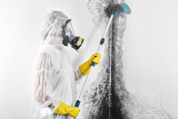 Environmental Consulting for Mold Prevention in Miramar Beach, FL